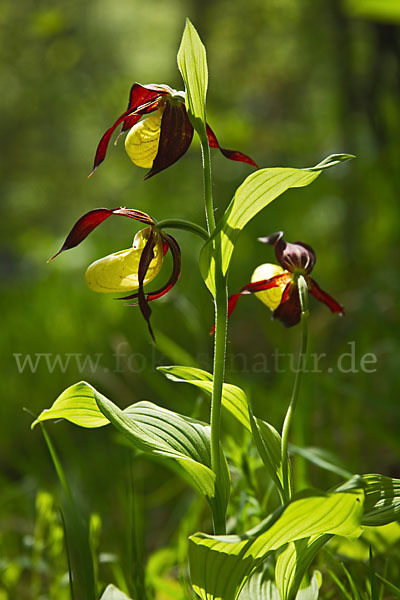 Frauenschuh (Cypripedium calceolus)