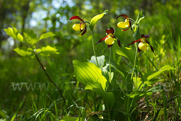 Frauenschuh (Cypripedium calceolus)