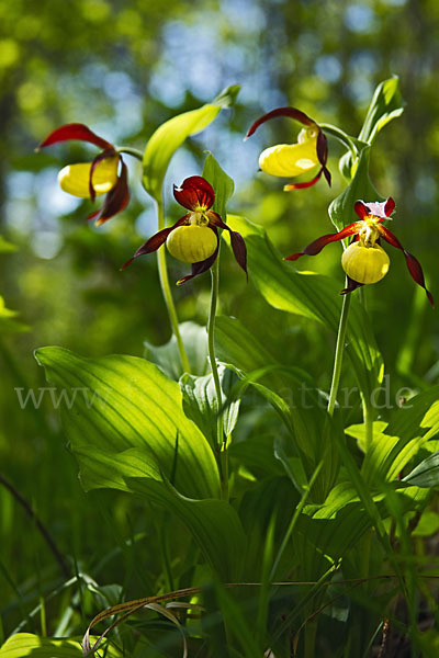 Frauenschuh (Cypripedium calceolus)