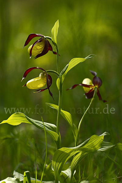 Frauenschuh (Cypripedium calceolus)