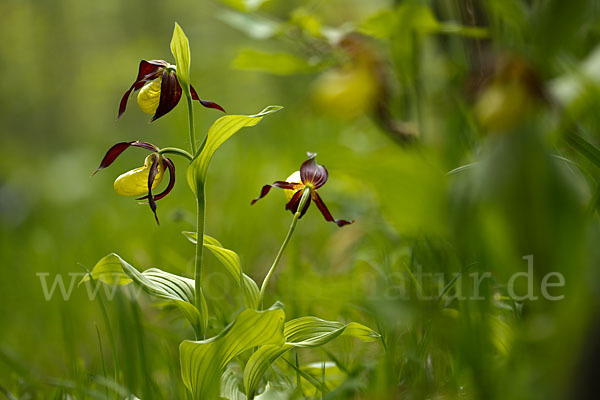 Frauenschuh (Cypripedium calceolus)