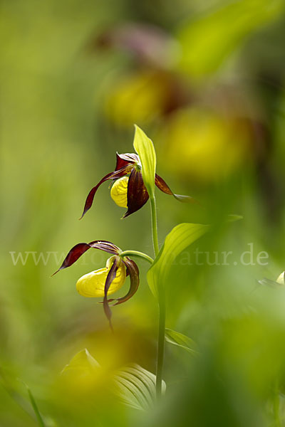 Frauenschuh (Cypripedium calceolus)