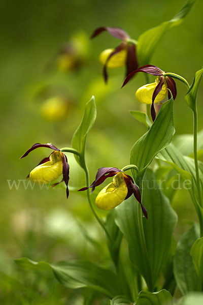 Frauenschuh (Cypripedium calceolus)