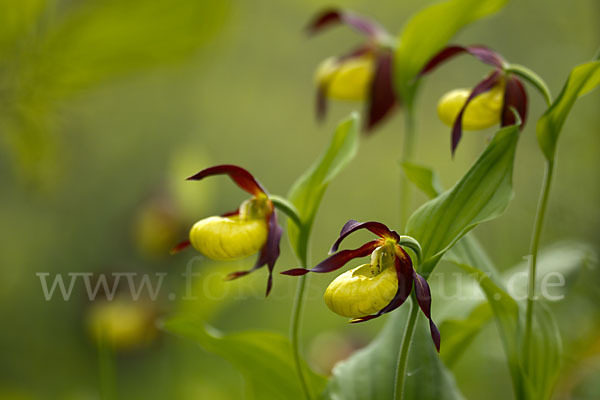 Frauenschuh (Cypripedium calceolus)