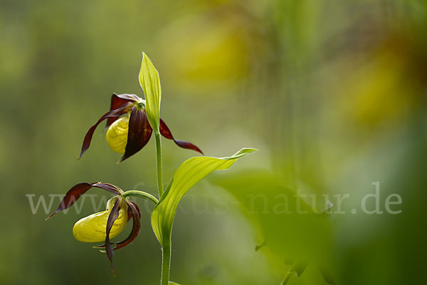 Frauenschuh (Cypripedium calceolus)