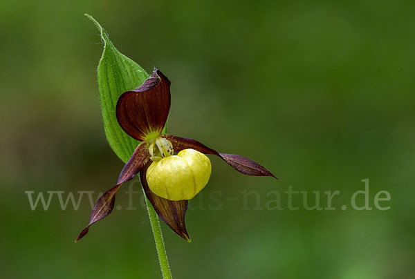 Frauenschuh (Cypripedium calceolus)