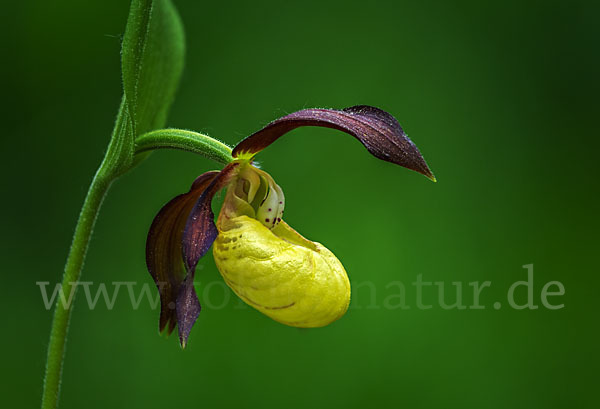 Frauenschuh (Cypripedium calceolus)