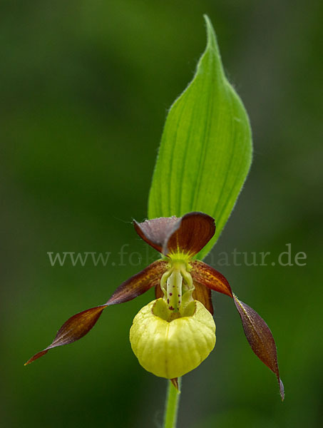 Frauenschuh (Cypripedium calceolus)