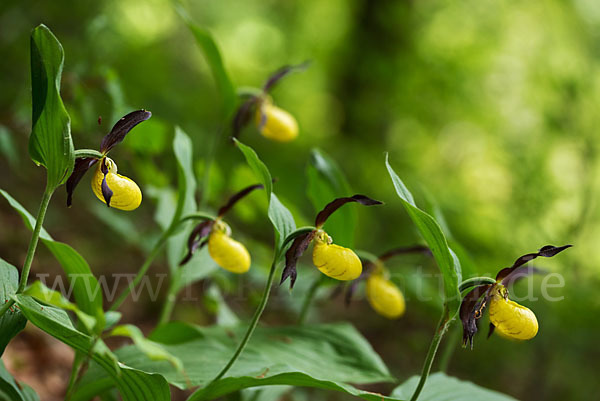 Frauenschuh (Cypripedium calceolus)