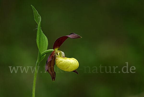 Frauenschuh (Cypripedium calceolus)