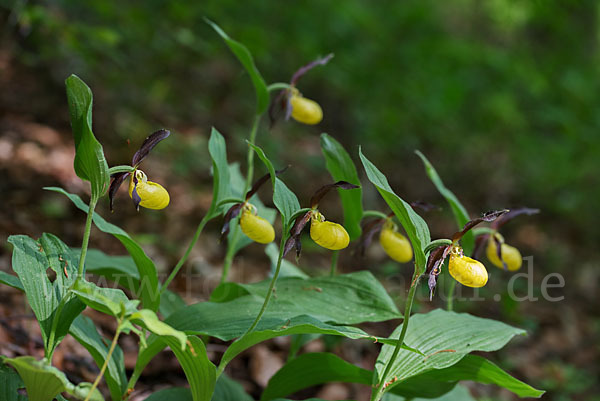 Frauenschuh (Cypripedium calceolus)