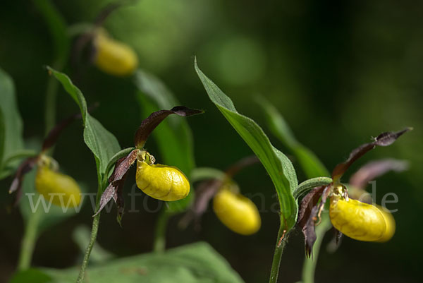 Frauenschuh (Cypripedium calceolus)