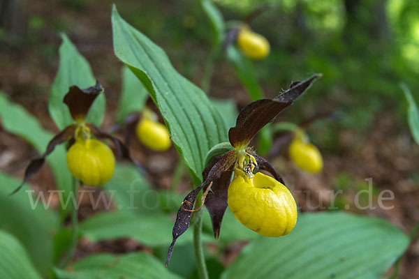 Frauenschuh (Cypripedium calceolus)