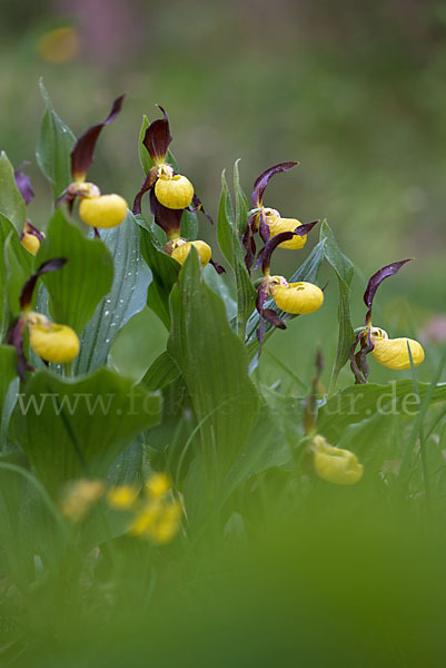 Frauenschuh (Cypripedium calceolus)