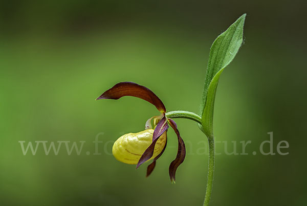 Frauenschuh (Cypripedium calceolus)