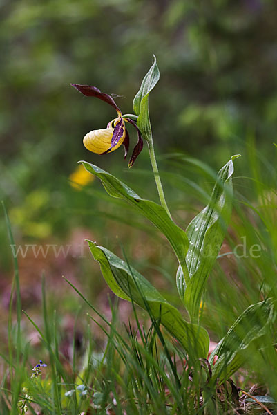 Frauenschuh (Cypripedium calceolus)