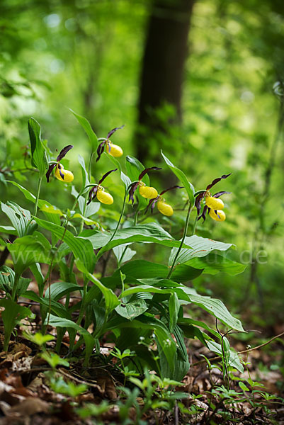 Frauenschuh (Cypripedium calceolus)