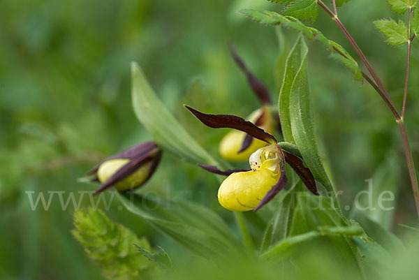 Frauenschuh (Cypripedium calceolus)