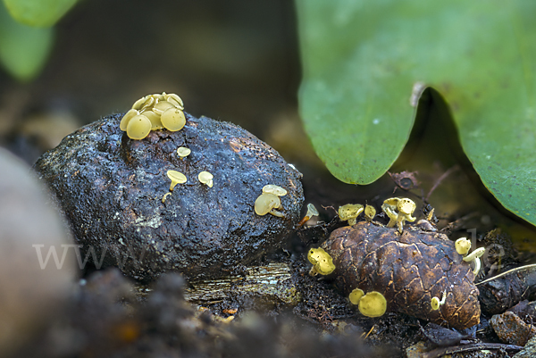 Fruchtschalenbecherchen (Hymenoscyphus fructigenus)