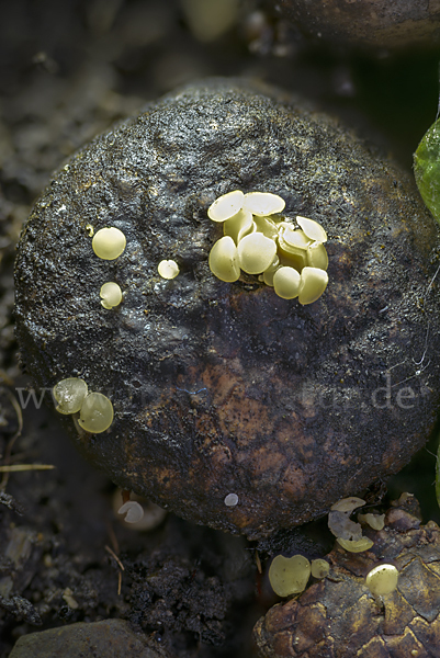 Fruchtschalenbecherchen (Hymenoscyphus fructigenus)