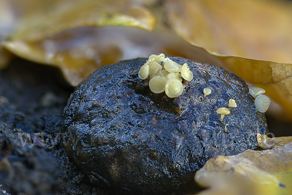 Fruchtschalenbecherchen (Hymenoscyphus fructigenus)