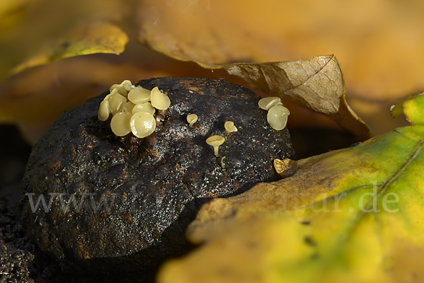 Fruchtschalenbecherchen (Hymenoscyphus fructigenus)