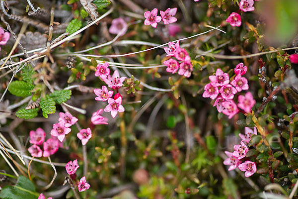 Frühblühender Thymian (Thymus praecox subsp. arcticus)