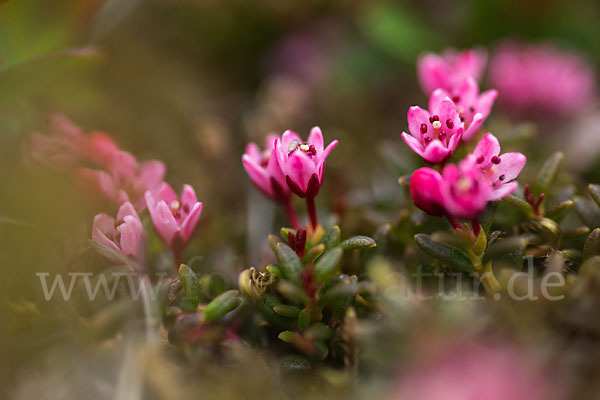 Frühblühender Thymian (Thymus praecox subsp. arcticus)