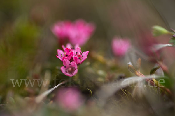 Frühblühender Thymian (Thymus praecox subsp. arcticus)