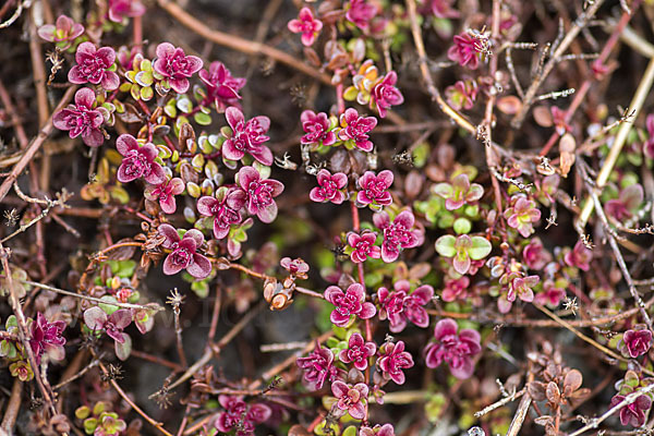 Frühblühender Thymian (Thymus praecox subsp. arcticus)