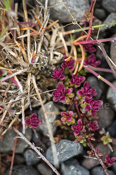 Frühblühender Thymian (Thymus praecox subsp. arcticus)