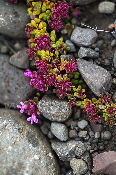 Frühblühender Thymian (Thymus praecox subsp. arcticus)