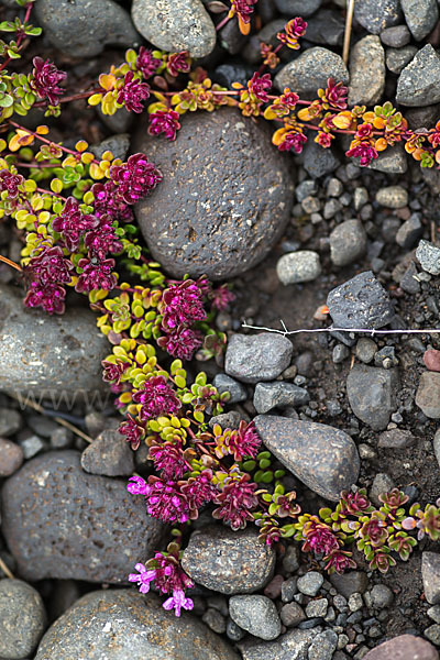 Frühblühender Thymian (Thymus praecox subsp. arcticus)