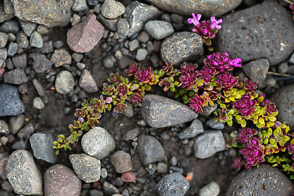 Frühblühender Thymian (Thymus praecox subsp. arcticus)