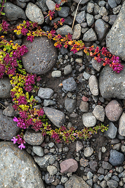 Frühblühender Thymian (Thymus praecox subsp. arcticus)