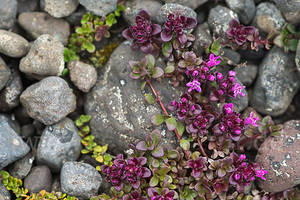 Frühblühender Thymian (Thymus praecox subsp. arcticus)