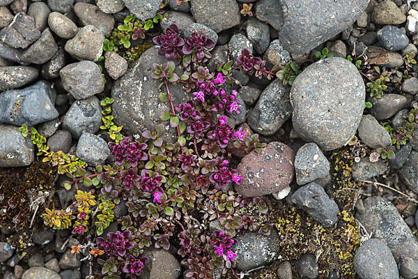 Frühblühender Thymian (Thymus praecox subsp. arcticus)