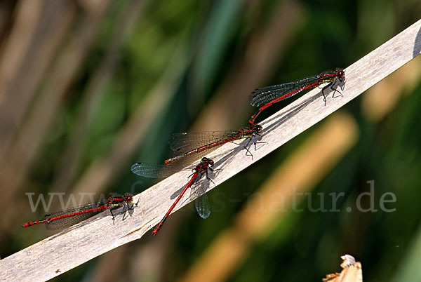 Frühe Adonislibelle (Pyrrhosoma nymphula)