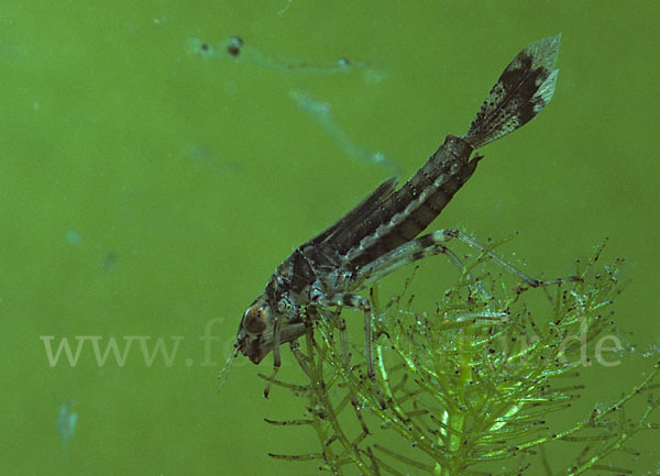 Frühe Adonislibelle (Pyrrhosoma nymphula)
