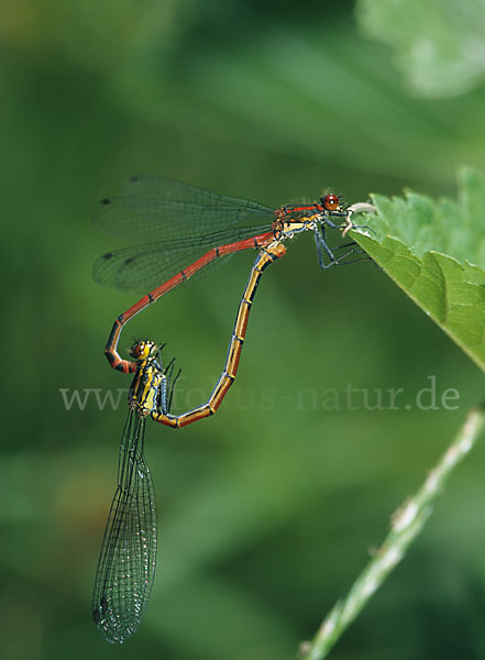 Frühe Adonislibelle (Pyrrhosoma nymphula)