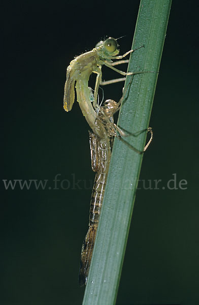 Frühe Adonislibelle (Pyrrhosoma nymphula)