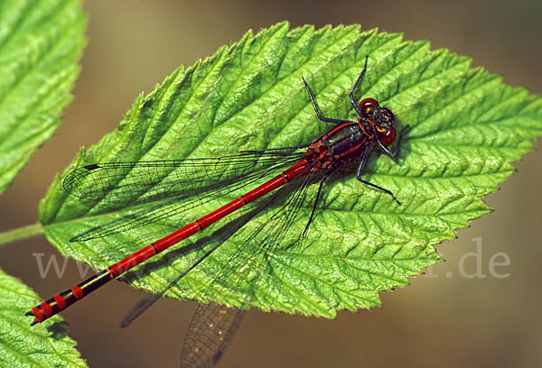 Frühe Adonislibelle (Pyrrhosoma nymphula)