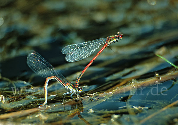 Frühe Adonislibelle (Pyrrhosoma nymphula)