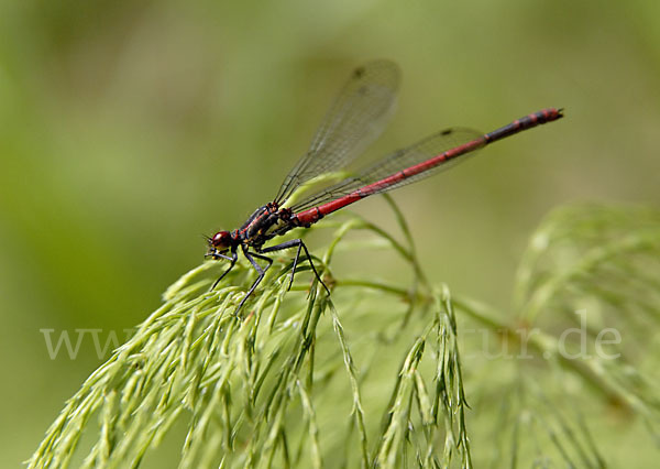 Frühe Adonislibelle (Pyrrhosoma nymphula)