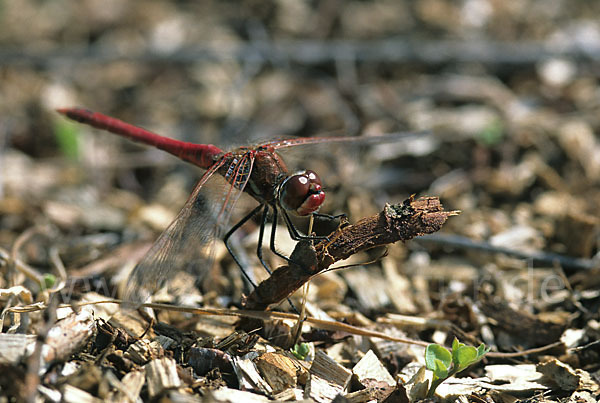 Frühe Heidelibelle (Sympetrum fonscolombei)