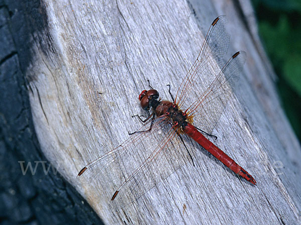 Frühe Heidelibelle (Sympetrum fonscolombei)