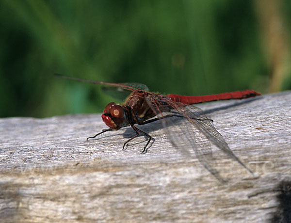 Frühe Heidelibelle (Sympetrum fonscolombei)