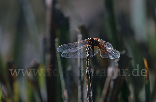 Frühe Heidelibelle (Sympetrum fonscolombei)