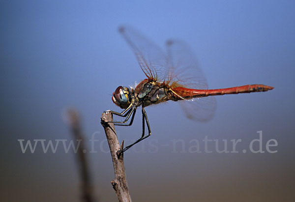 Frühe Heidelibelle (Sympetrum fonscolombei)