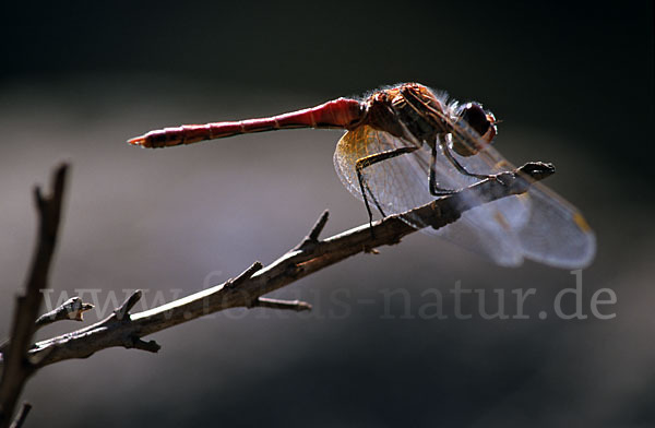 Frühe Heidelibelle (Sympetrum fonscolombei)